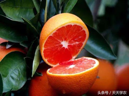 柑橘五大品种的特点和优势,柑橘品种介绍视频