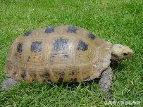 龟类推荐,龟类最新信息