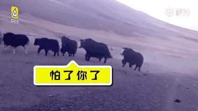 青海最惹眼的“尕网红”！“单挑哥”“白娘子”“老哇爷”