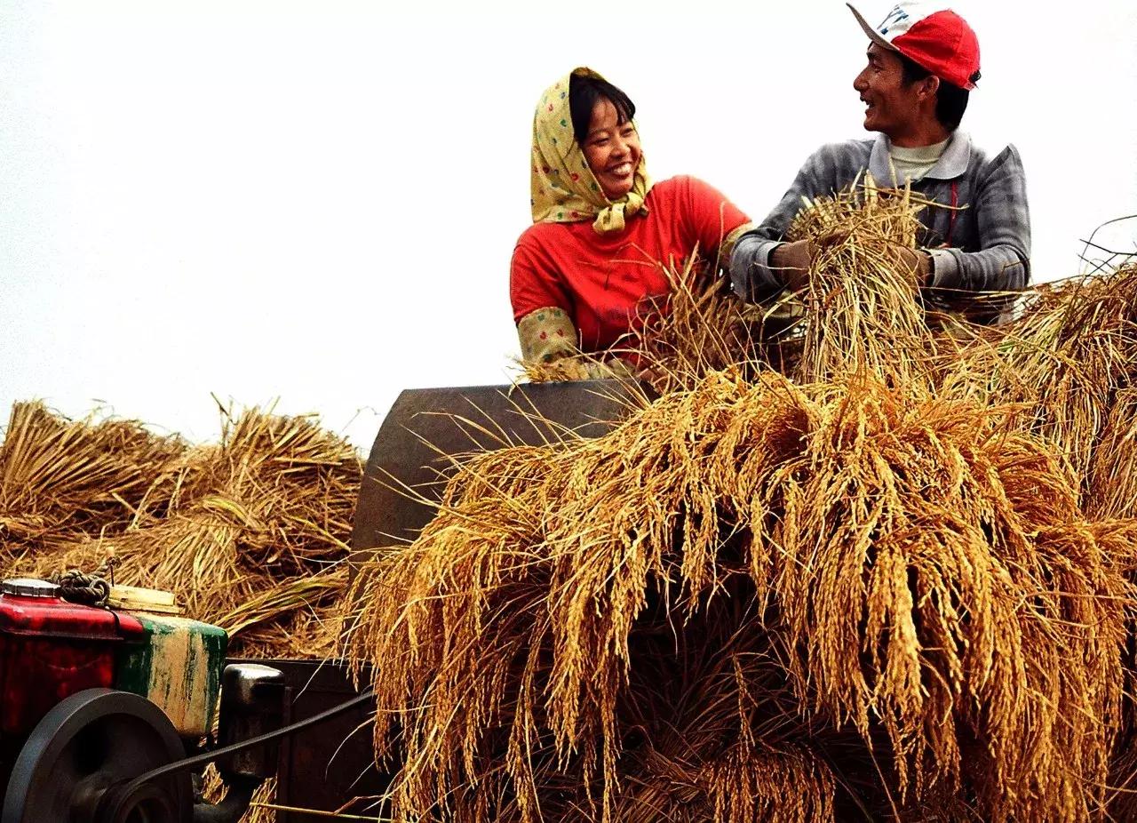 广西粮食产业,广西粮食产业发展