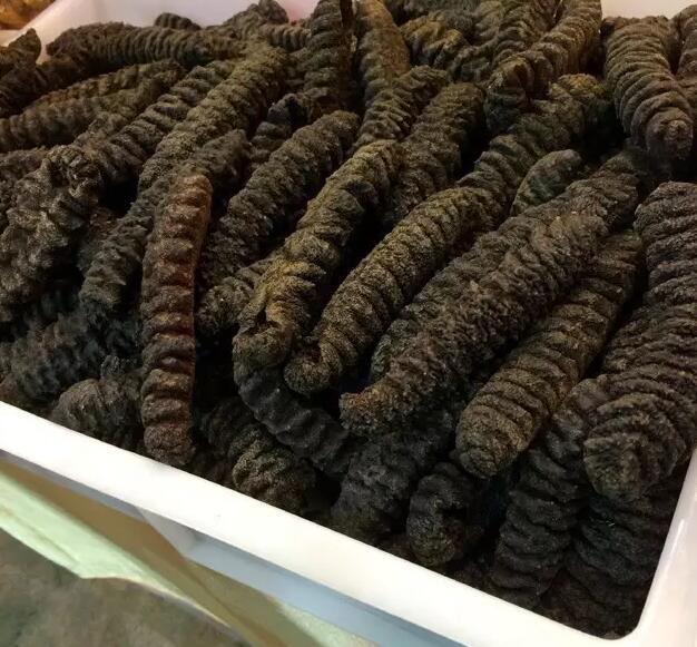 海参有上千种都是一样的吗,全世界海参有多少品种