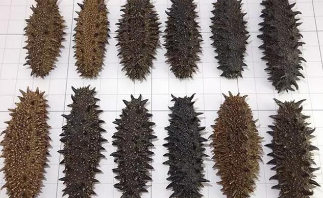 海参有上千种都是一样的吗,全世界海参有多少品种