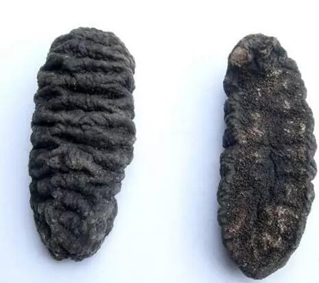 海参有上千种都是一样的吗,全世界海参有多少品种