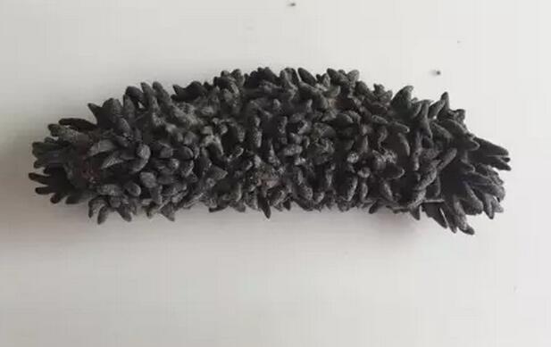 海参有上千种都是一样的吗,全世界海参有多少品种