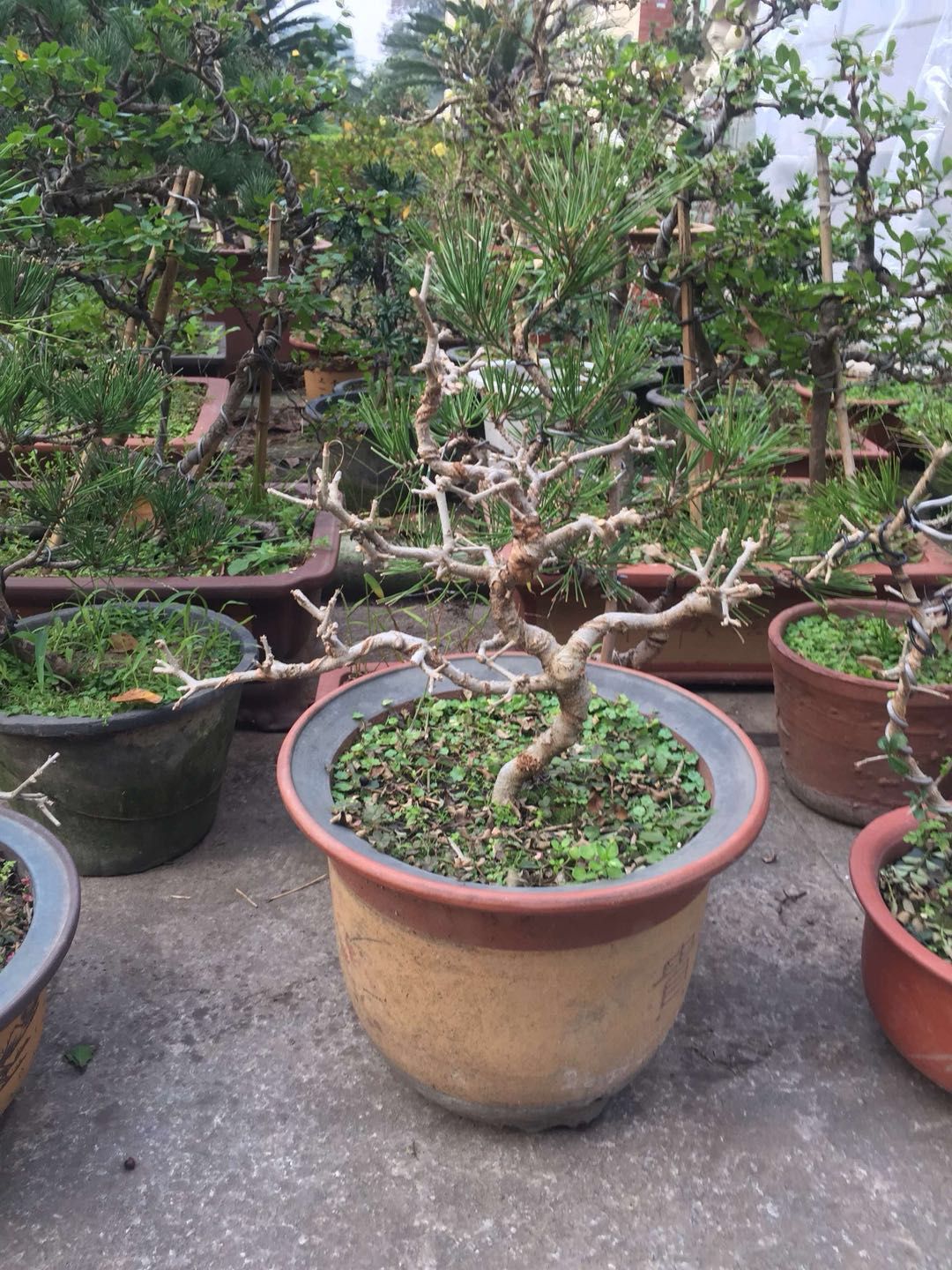 对节白蜡的盆景大全,对节白蜡小型盆景造型制作方法