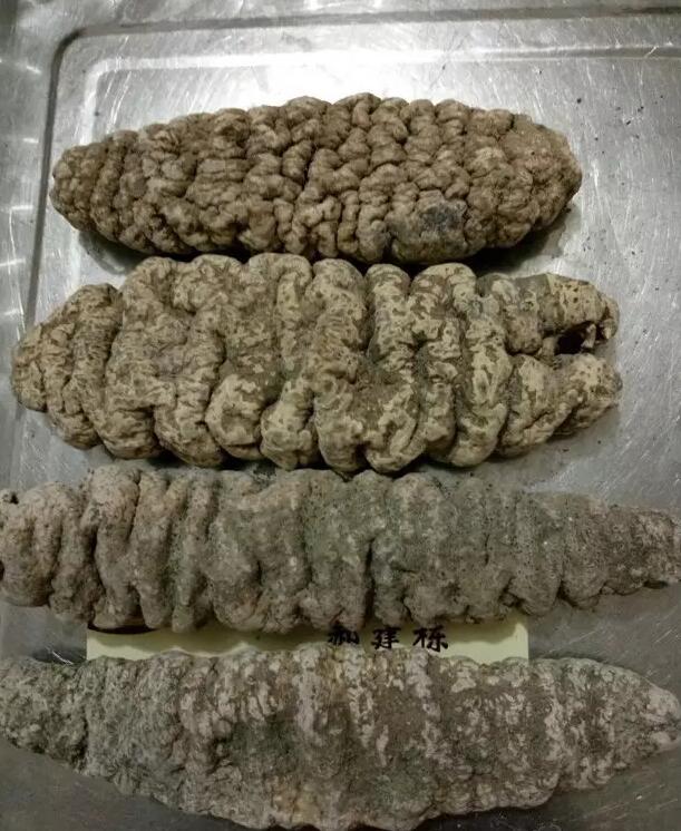 海参有上千种都是一样的吗,全世界海参有多少品种