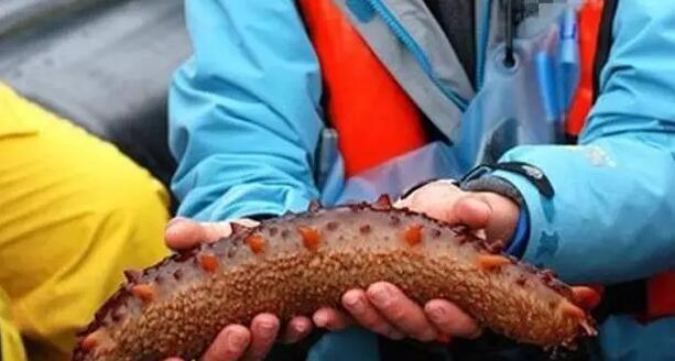 海参有上千种都是一样的吗,全世界海参有多少品种