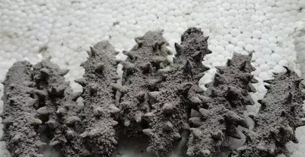 海参有上千种都是一样的吗,全世界海参有多少品种