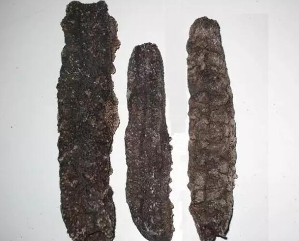 海参有上千种都是一样的吗,全世界海参有多少品种