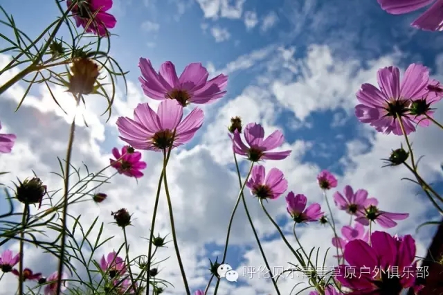 呼伦贝尔自由行攻略,呼伦贝尔自由行