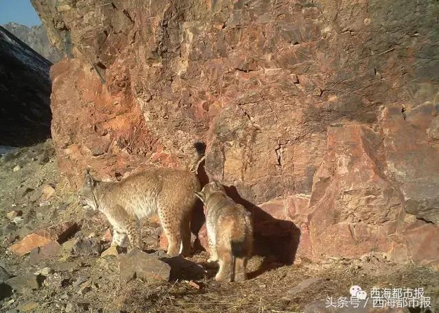 青海最惹眼的“尕网红”！“单挑哥”“白娘子”“老哇爷”