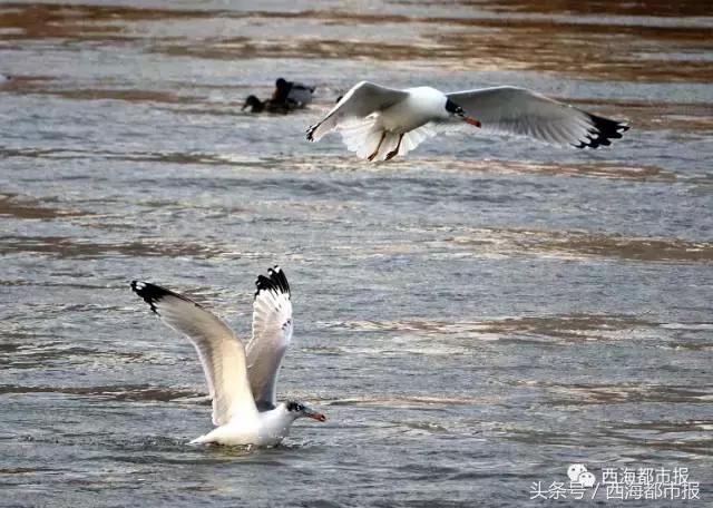 青海最惹眼的“尕网红”！“单挑哥”“白娘子”“老哇爷”