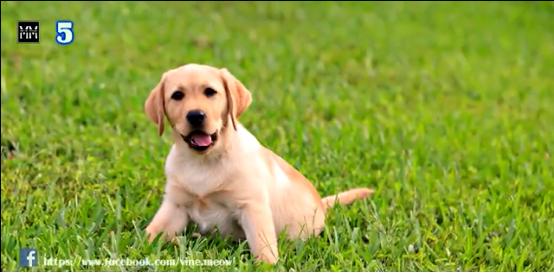 博美十大最适合懒人养的狗排名,十大蠢狗排名博美犬
