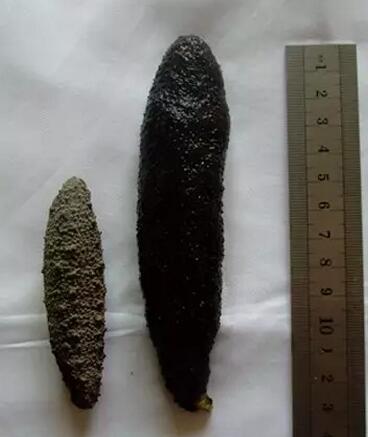 海参有上千种都是一样的吗,全世界海参有多少品种