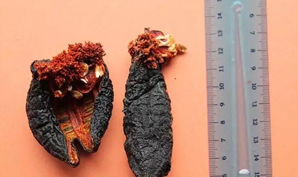 海参有上千种都是一样的吗,全世界海参有多少品种