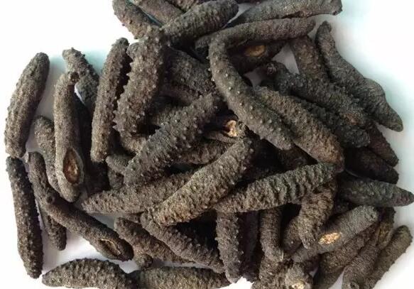 海参有上千种都是一样的吗,全世界海参有多少品种