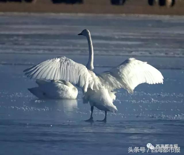 青海最惹眼的“尕网红”！“单挑哥”“白娘子”“老哇爷”