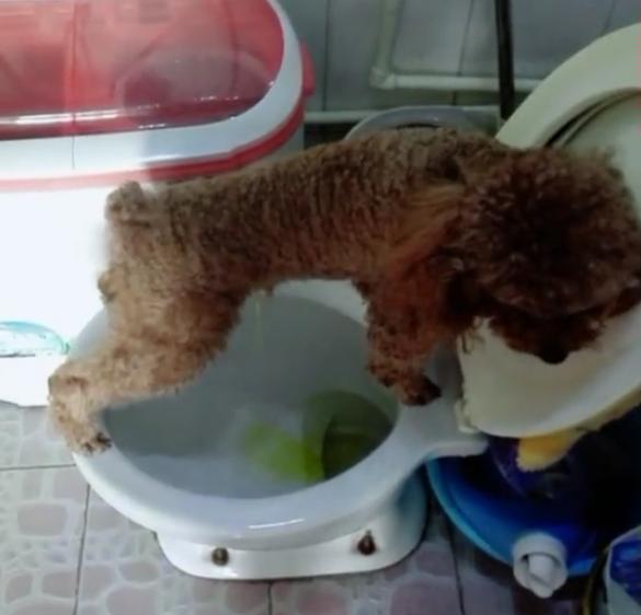 自己跳上马桶上厕所，这只小泰迪太聪明啦，主人表示1万块也不卖