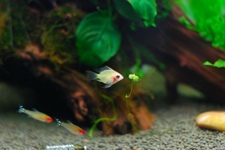 金波子鱼越养越红,金波子鱼观赏