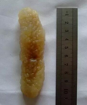 海参有上千种都是一样的吗,全世界海参有多少品种