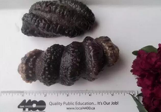 海参有上千种都是一样的吗,全世界海参有多少品种