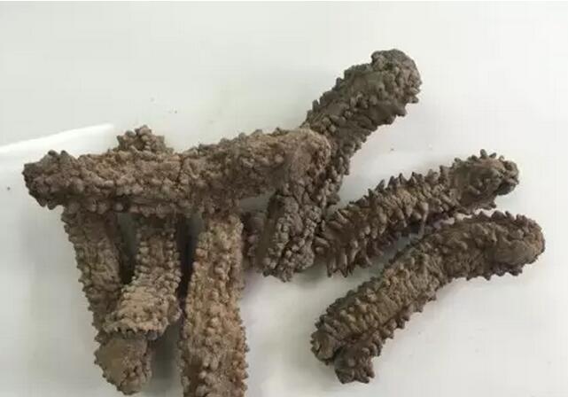 海参有上千种都是一样的吗,全世界海参有多少品种