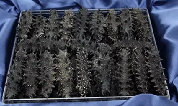 海参有上千种都是一样的吗,全世界海参有多少品种