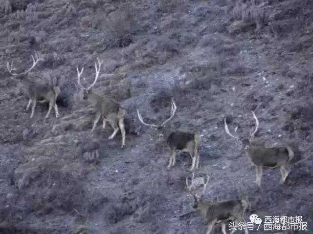 青海最惹眼的“尕网红”！“单挑哥”“白娘子”“老哇爷”