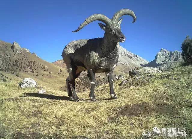 青海最惹眼的“尕网红”！“单挑哥”“白娘子”“老哇爷”