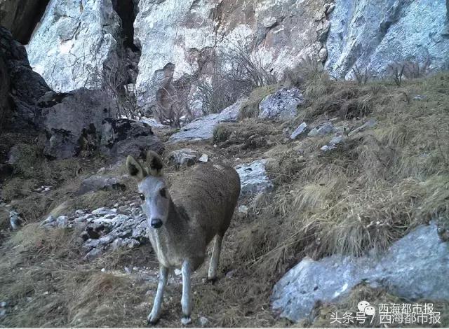 青海最惹眼的“尕网红”！“单挑哥”“白娘子”“老哇爷”