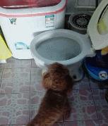 自己跳上马桶上厕所，这只小泰迪太聪明啦，主人表示1万块也不卖