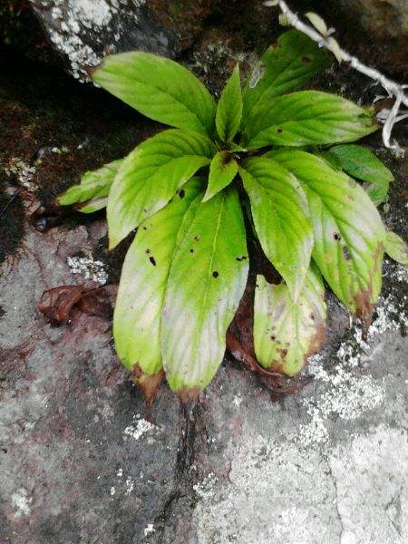 目前什么野生药材价格最高,野生药材价格高但不适种植