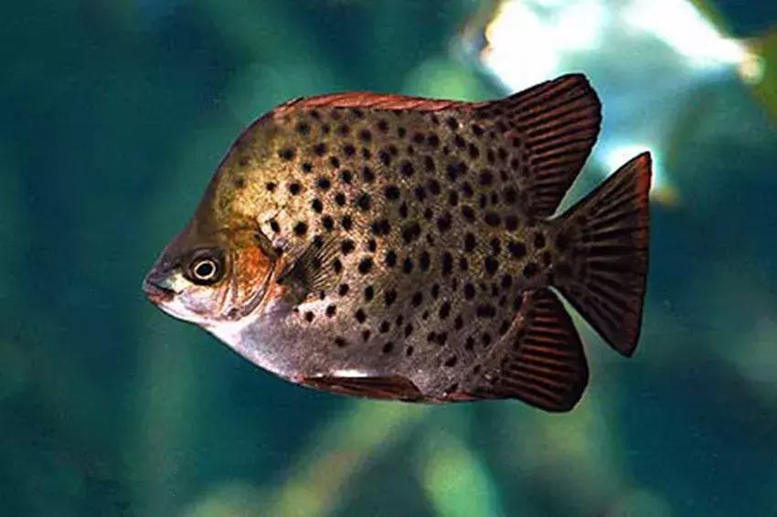 3个鱼钩串起来的绑法,带孔鱼钩单线的绑法