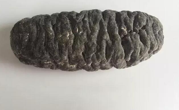 海参有上千种都是一样的吗,全世界海参有多少品种