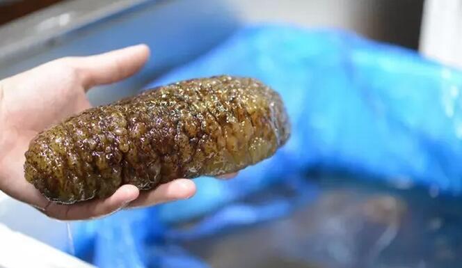 海参有上千种都是一样的吗,全世界海参有多少品种