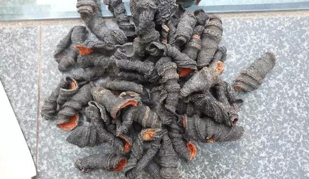 海参有上千种都是一样的吗,全世界海参有多少品种