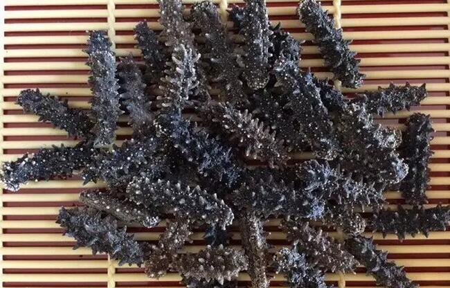 海参有上千种都是一样的吗,全世界海参有多少品种