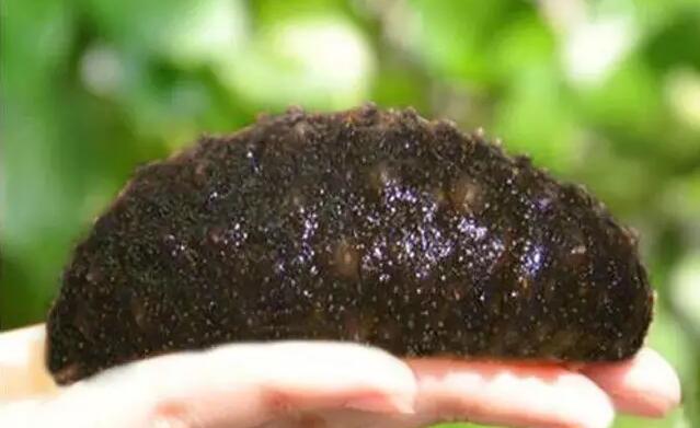 海参有上千种都是一样的吗,全世界海参有多少品种