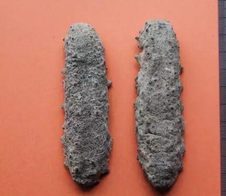 海参有上千种都是一样的吗,全世界海参有多少品种