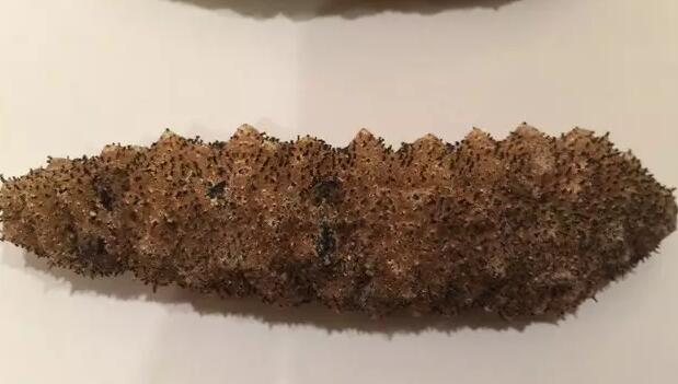 海参有上千种都是一样的吗,全世界海参有多少品种