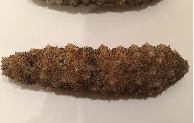 海参有上千种都是一样的吗,全世界海参有多少品种