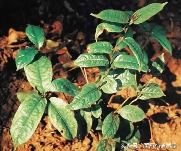 每天认识一种中药材地黄,地黄最好的一味中药