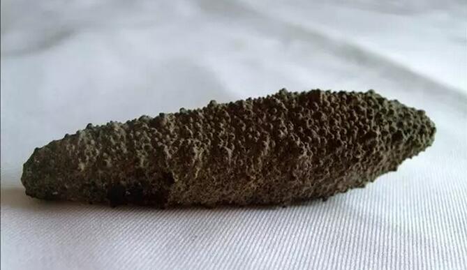 海参有上千种都是一样的吗,全世界海参有多少品种