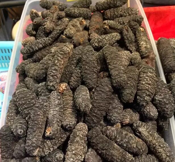 海参有上千种都是一样的吗,全世界海参有多少品种