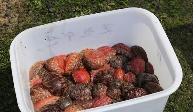 海参有上千种都是一样的吗,全世界海参有多少品种