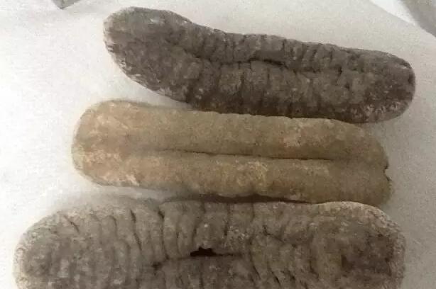 海参有上千种都是一样的吗,全世界海参有多少品种