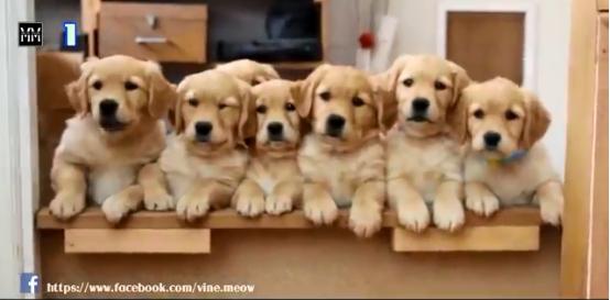 博美十大最适合懒人养的狗排名,十大蠢狗排名博美犬