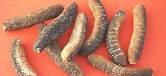 海参有上千种都是一样的吗,全世界海参有多少品种