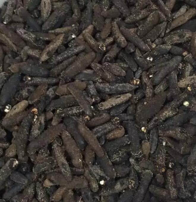 海参有上千种都是一样的吗,全世界海参有多少品种