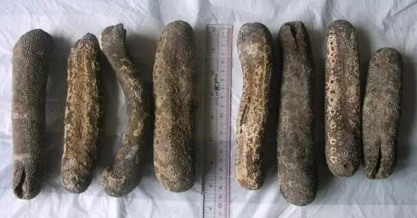 海参有上千种都是一样的吗,全世界海参有多少品种